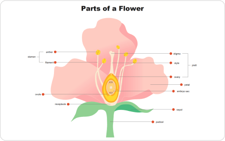 Desenho Científico de Flor