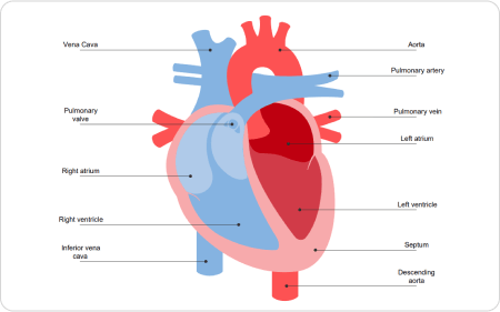 Diagrama de Coração